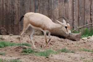 Сенді газель - рідкісні види лакофарбової лінії